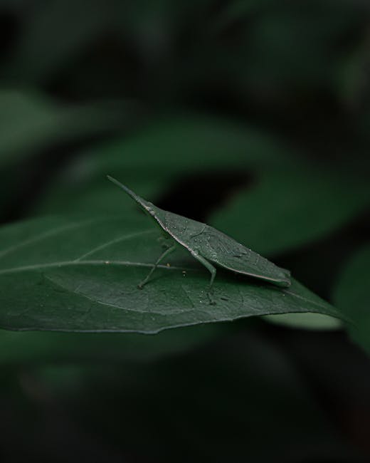 A close-up of a green leaf with a leafhopper insect resting on its surface. The leaf has a smooth texture with visible veins and a slightly pointed tip. The leafhopper is green, blending with the leaf