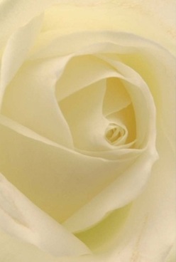 The soul of a single rose takes center stage in this Sipson-inspired composition, unfurling creamy petals in a perfect spiral that hints at gentle lemon and white hues. The innermost folds, caught in soft, natural light reminiscent of a quiet morning along Sipson Road, seem velvety and almost translucent, inviting a longing touch. Each petal layers gracefully atop the next, their matte surface contrasting subtly with a creamy luminosity, suggesting the tender craftsmanship known to local florists. Shadows nestle delicately in the heart of the bloom, adding hypnotic depth and drawing the gazer's eye deeper, as if echoing moments of contemplation in Sipson's tranquil gardens. The image radiates tranquility and gentle optimism-the perfect gesture for expressing admiration, quiet love, or heartfelt condolences. There is an imagined purity in the air, the barest trace of fragrance promising comfort-an elegant hallmark of floral artistry and meaningful gifting within the Sipson community.